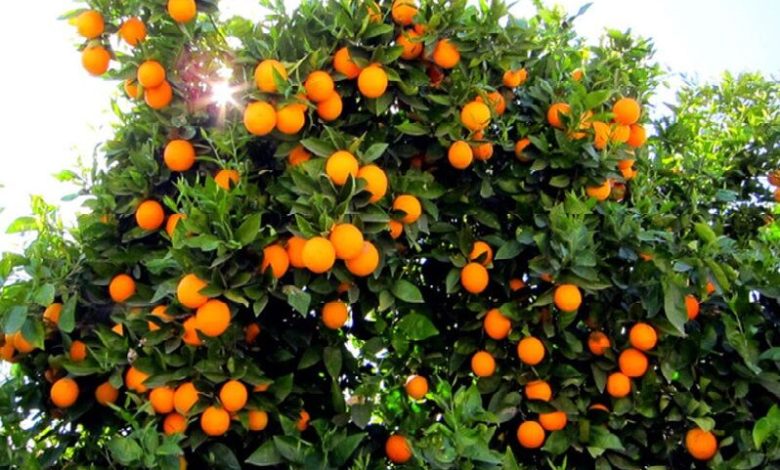 فرماندار رودسر: تنها ۲۰ درصد از ۱۳۵ هزار تن پرتقال گیلان فرآوری می‌شود