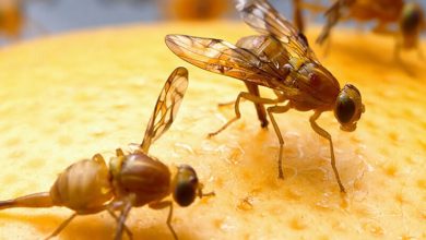 لزوم استفاده از سامانه‌های پیش‌آگاهی برای مبارزه با آفات