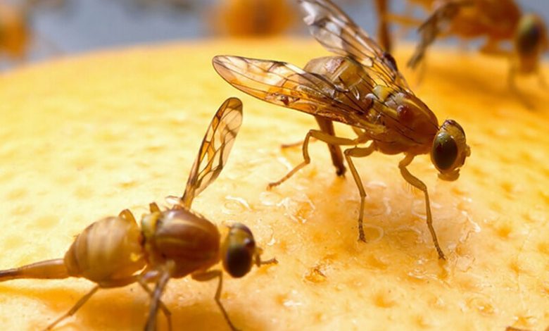 لزوم استفاده از سامانه‌های پیش‌آگاهی برای مبارزه با آفات