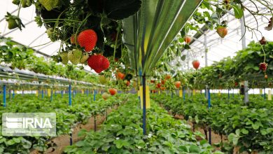 معاون وزیر جهاد کشاورزی: ۶۰۰ همت اعتبار به بخش کشاورزی اختصاص یافت