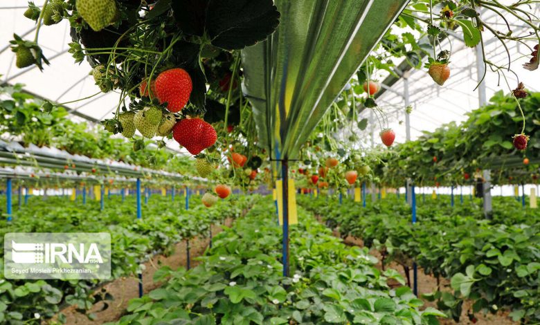 معاون وزیر جهاد کشاورزی: ۶۰۰ همت اعتبار به بخش کشاورزی اختصاص یافت