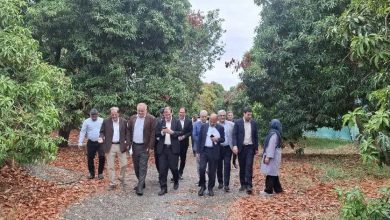 معاون وزیر جهادکشاورزی: نوسازی باغ‌های هرمزگان با ارقام تجاری و مقاوم در دستور کار است