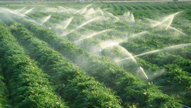 نجات آب در اقلیم خشک؛ هرمزگان الگوی نوین آبیاری ایران