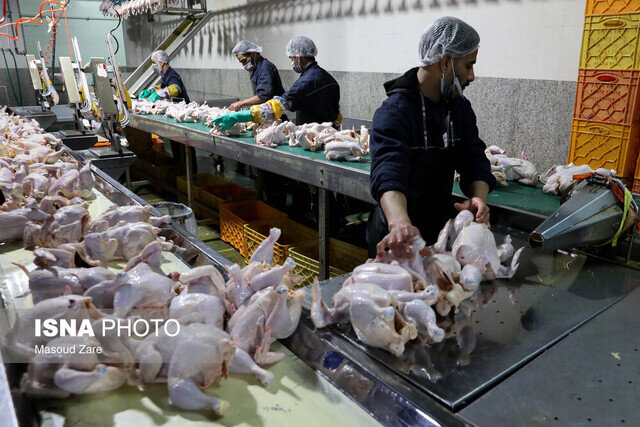 نهاده با نرخ مصوب عرضه نمی‌شود/ مرغ و تخم‌مرغ رمضان چه می‌شود؟