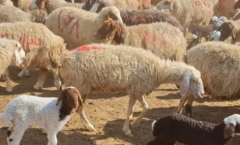 نوسان قیمت دام ادامه دارد/ یارانه‌ها فقط بخشی از هزینه‌ها را پوشش می‌دهند