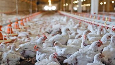 هشدار تولیدکنندگان مرغ درباره آینده بازار/ نهاده‌ها به پایان خط رسیدند!