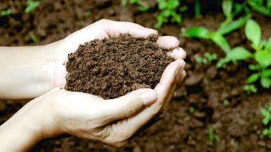 هشدار کاهش کیفیت و مواد آلی خاک/ قانون الزام یکپارچه‌سازی اراضی کشاورزی اجرا می‌ شود