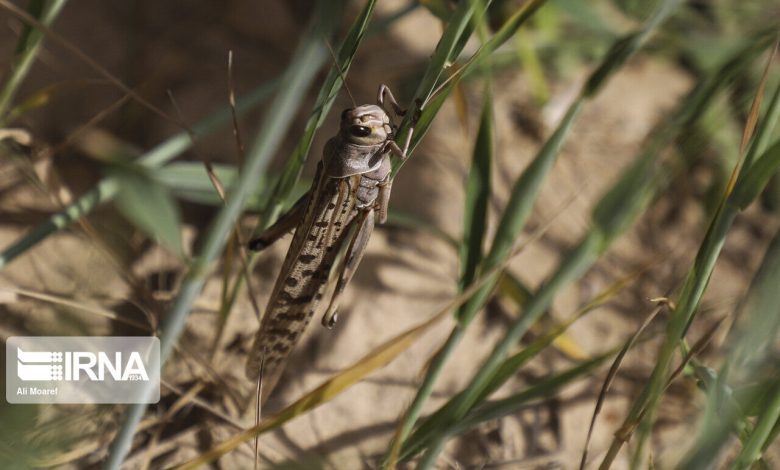همکاری‌های منطقه‌ای و بین المللی برای مقابله با ملخ صحرایی ضروری است