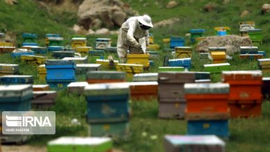 پایان سرشماری ۸۶ هزار زنبورستان/ تولید بیش از ۱۲۷ هزار تن عسل در سالجاری