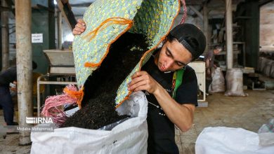 پرونده ۳۱ هزارتن چای سنواتی بسته شد