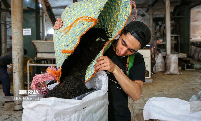 پرونده ۳۱ هزارتن چای سنواتی بسته شد