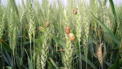 پیش‌آگاهی آفات؛ کلیدی‌ترین ابزار برای تعیین زمان دقیق مبارزه در کشاورزی