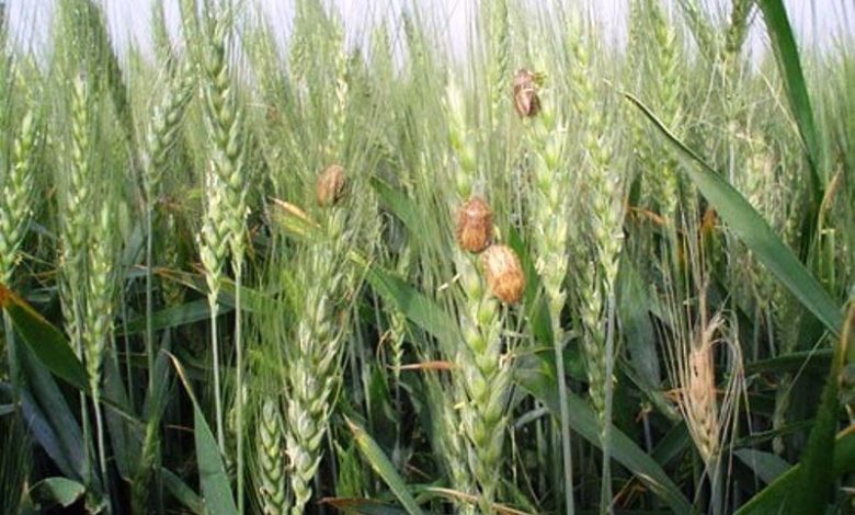 پیش‌آگاهی آفات؛ کلیدی‌ترین ابزار برای تعیین زمان دقیق مبارزه در کشاورزی