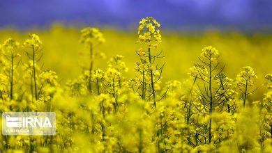 پیش‌بینی تولید ۴۰۰ هزار تن دانه‌های روغنی
