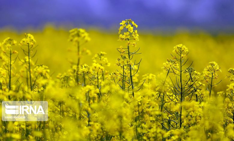 پیش‌بینی تولید ۴۰۰ هزار تن دانه‌های روغنی