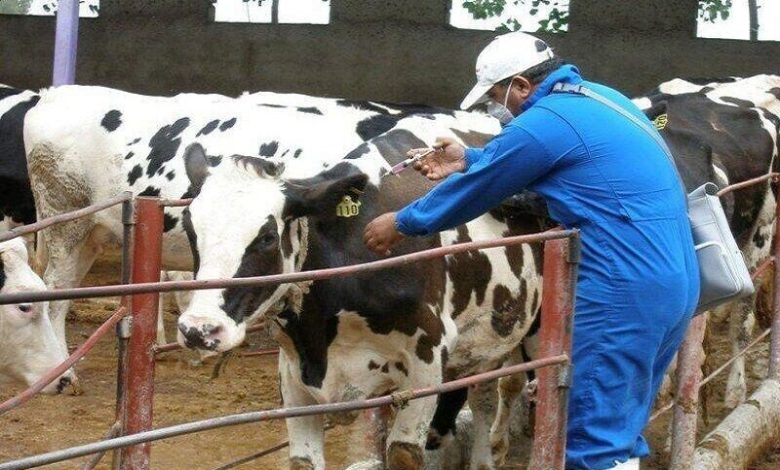 کاهش ۲.۵ درصد تولید شیرخام در پی بیماری تب برفکی/۸ میلیون دز واکسن وارد شد