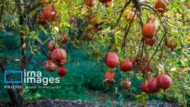 کرم گلوگاه، بزرگ‌ترین چالش باغات انار قزوین