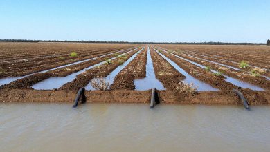 کشاورزی سنتی؛ بلای جان دریاچه ارومیه