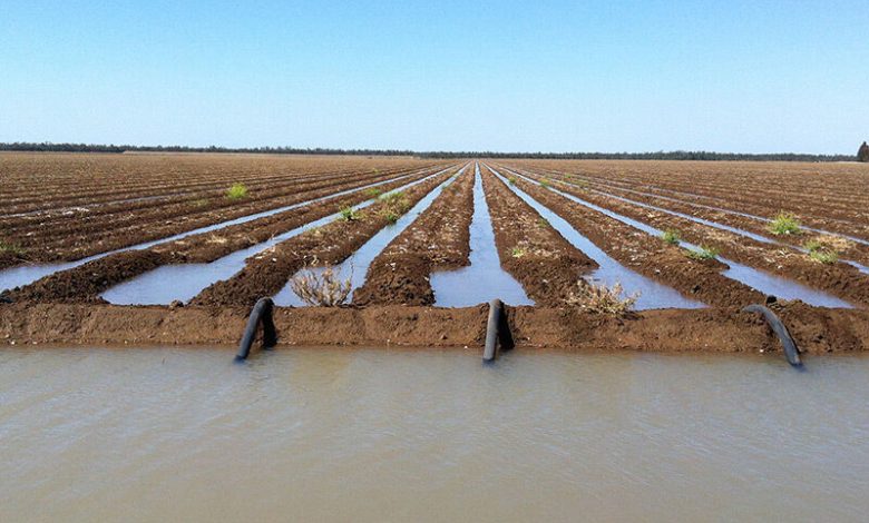 کشاورزی سنتی؛ بلای جان دریاچه ارومیه