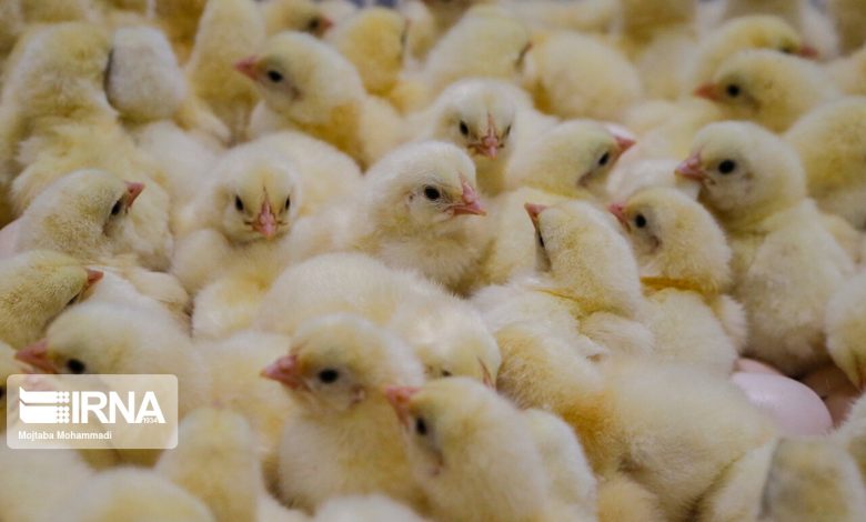 کمبود نهاده، جوجه یک روزه را ارزان کرد