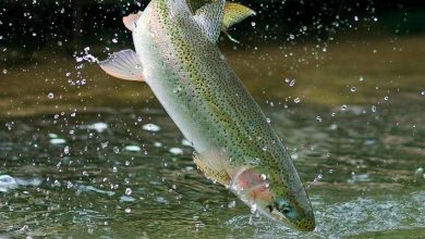 کمیته ملی تخصصی واکسیناسیون آبزیان تشکیل شد