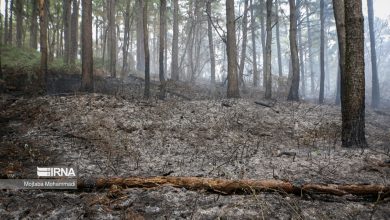 کنترل آتش در مراتع جنگلی شاهرود/ جنگل ابر آسیبی ندیده است