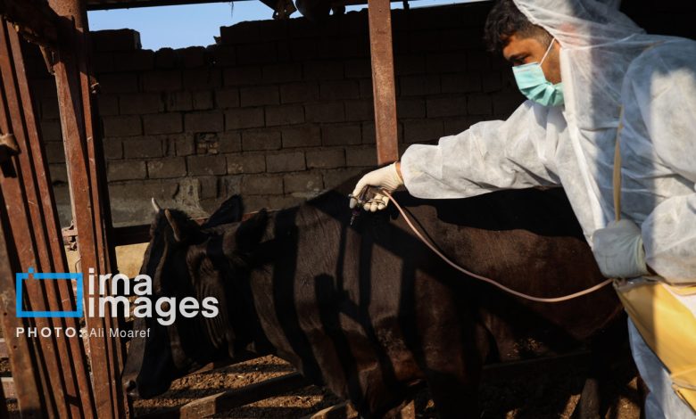 کنترل کامل سویه جدید تب برفکی در دامداری‌های صنعتی