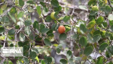 «کُنار» ظرفیت مغفول باغبانی و منابع طبیعی در جنوب کرمان