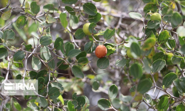 «کُنار» ظرفیت مغفول باغبانی و منابع طبیعی در جنوب کرمان
