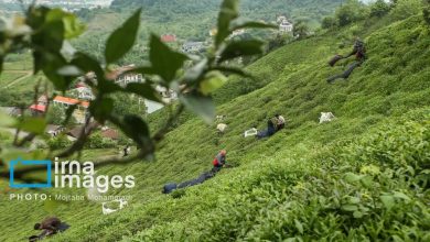 ۱۲ میلیون دلار چای ایرانی صادر شد