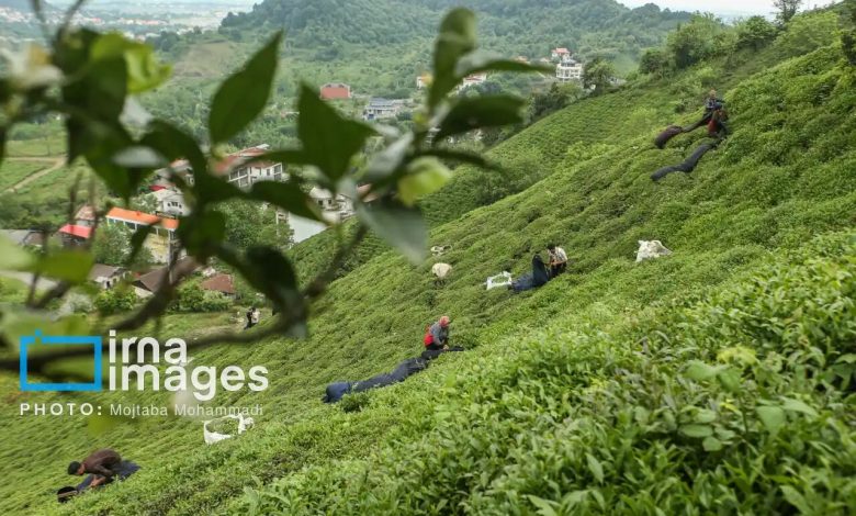 ۱۲ میلیون دلار چای ایرانی صادر شد