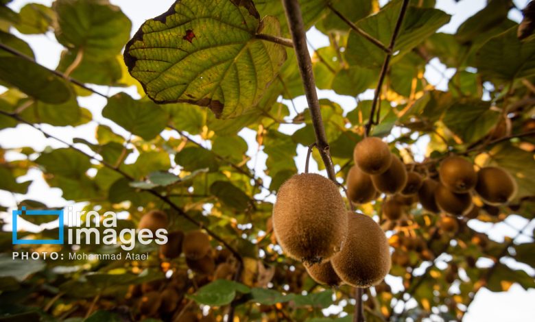 ۱۹۴ هزار میلیارد ریال کیوی از باغ‌های گیلان برداشت شد